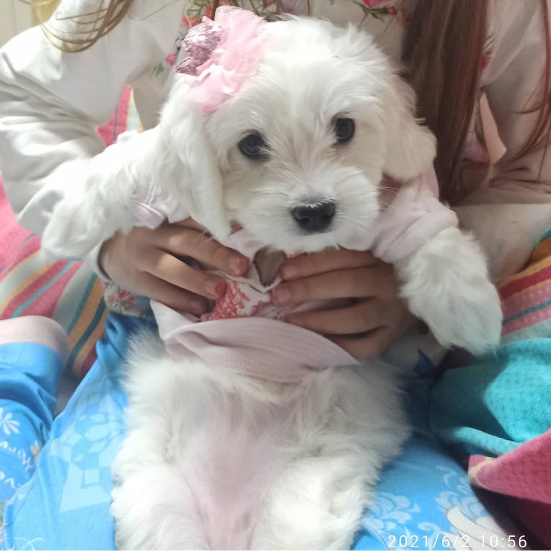 Maltese (terrier)cinsi köpeğimizin özellikleri .